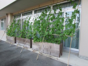 ゴーヤ　6月28日