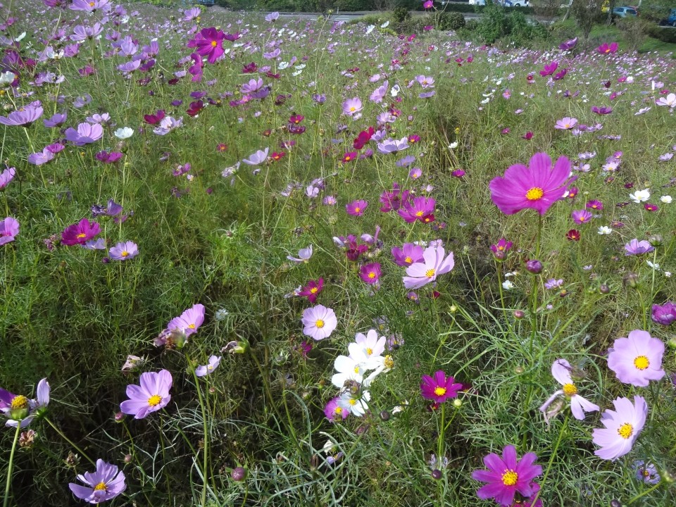 コスモス見物へ行ってきました【ココカラいっぽ】