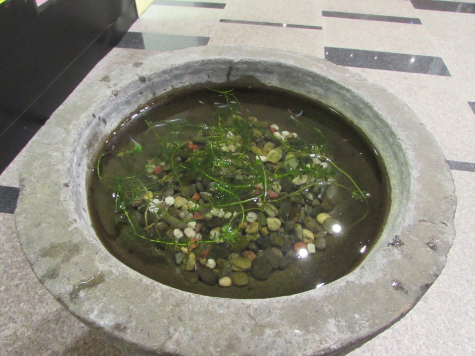 ♪メダカの学校♪