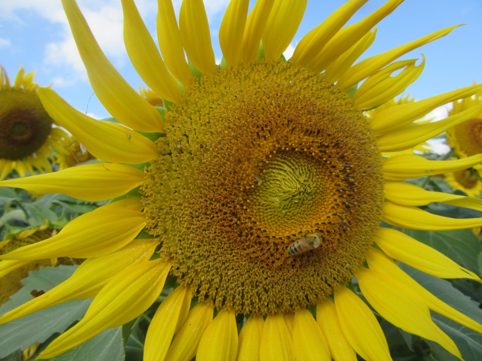 「ひまわり畑」「イオンモール熊本」へ行って来ました